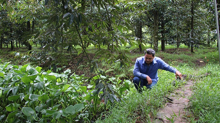Ông Trương Lộc, Hợp tác xã sầu riêng Phú Hựu, xã Phú Hựu thường xuyên thăm vườn để chủ động các biện pháp ứng phó triều cường. sauriengphuhuu.jpg
