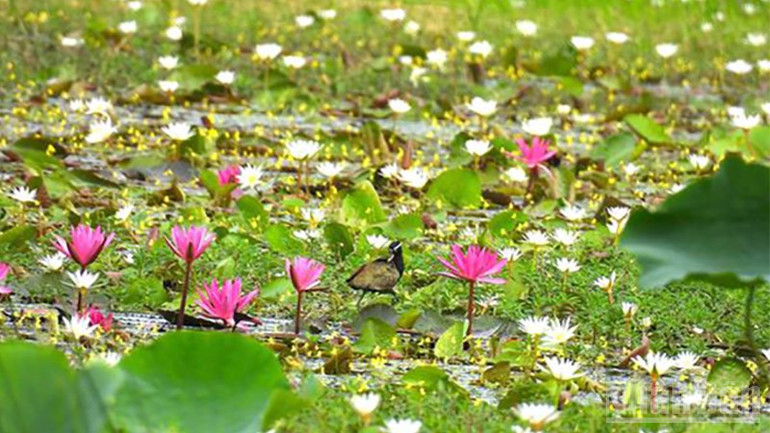 Bông súng trắng mọc nhiều, khắp các tuyến kênh của khu vực Vườn quốc gia Tràm Chim. (Ảnh: Phú Quý) ndo_br_tc4.jpg
