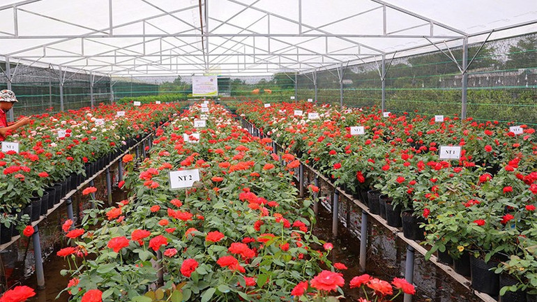 Mawar yang ditanam di lingkungan rumah kaca membantu mengurangi hama dan penyakit akibat pengaruh cuaca. hh2.jpg