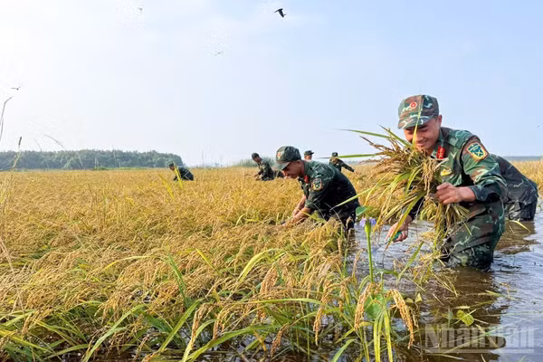 Cán bộ, chiến sĩ khẩn trương thu hoạch lúa giúp nhân dân, hạn chế thiệt hại trước nguy cơ mưa lớn, nước dâng.