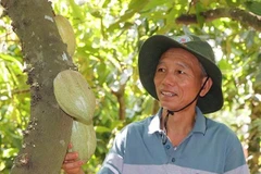 Ông Trần Như Phong (xã Nghĩa Thành, Thành phố Hồ Chí Minh) làm giàu từ trồng ca cao.