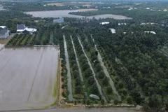 Khu vực đất lúa và vườn cây ăn trái xen nhau ở xã Mỹ Thành (tỉnh Đồng Tháp).