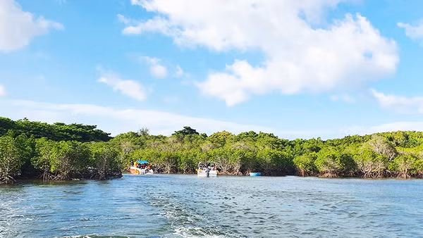 Rừng ngập mặn tại đặc khu Côn Đảo (Thành phố Hồ Chí Minh). Ảnh: KHIẾU MINH