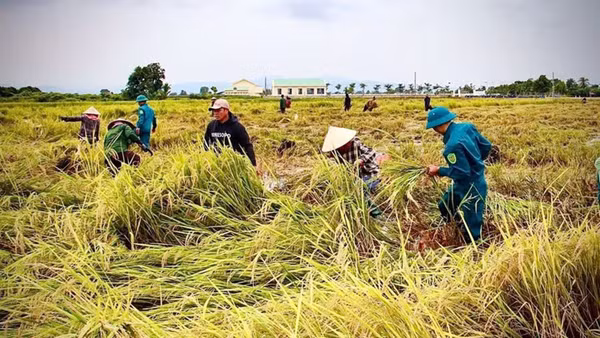Chính quyền địa phương hỗ trợ Nhân dân gặt lúa sau những ngày mưa lớn.