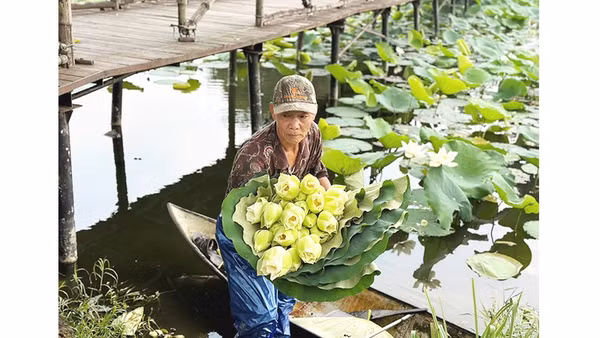 Tinh khiết mùa sen “ngự”