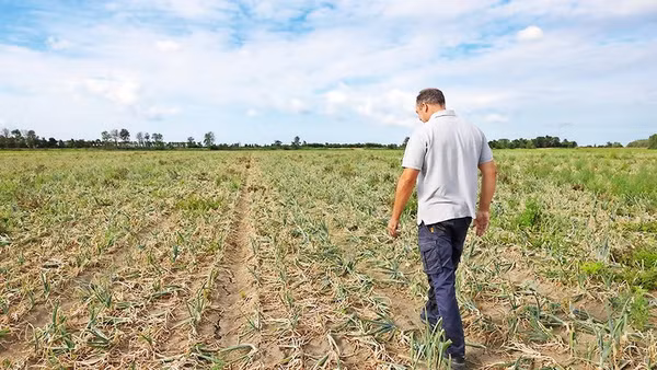 Hạn hán đang diễn ra nghiêm trọng tại Áo. Ảnh: REUTERS