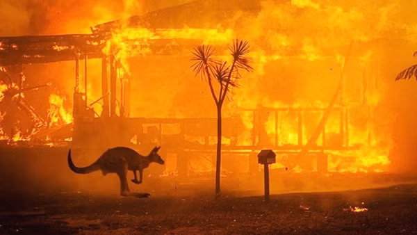Cháy rừng từng gây ra những hậu quả nặng nề tại Australia. Ảnh: THE NEW YORK TIMES
