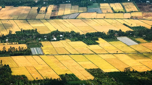 Đồng ruộng miền Tây vào mùa.