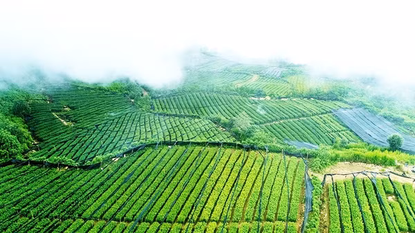 Khung cảnh Ngải Thầu nhìn từ trên cao.