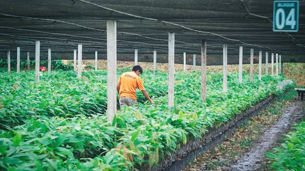 Công nhân kiểm tra những cây giống ca-cao tại El Ceibo. Ảnh: THE GUARDIAN