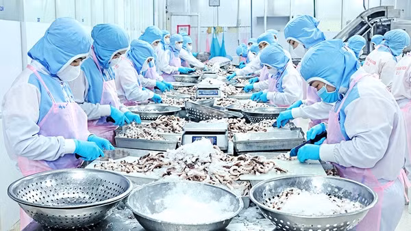 Chế biến bạch tuộc xuất khẩu sang thị trường Nhật Bản. Ảnh: TRẦN VIỆT