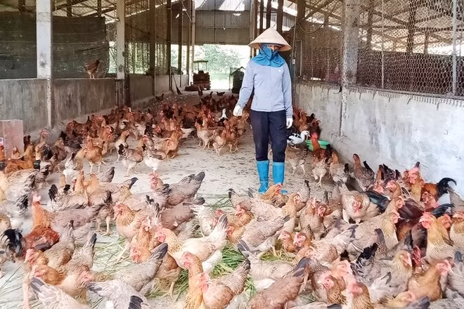 Gà được chăn thả tự nhiên tại trang trại Dũng Tân.
