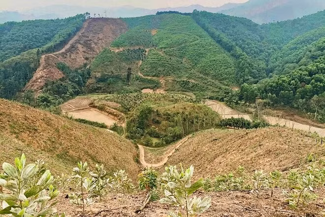 Xã Kim Phượng (Thái Nguyên) tích cực chuẩn bị hiện trường trồng rừng năm 2026.