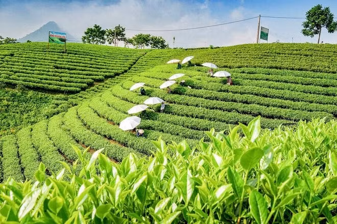 Thái Nguyên có nhiều vùng chè trùng điệp, đẹp mắt, tiềm năng lớn để phát triển du lịch cộng đồng.