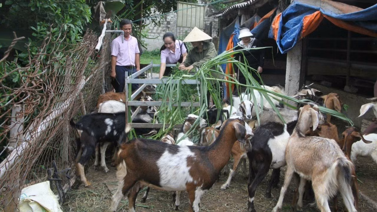can-bo-tin-dung-nhcsxh-quynh-luu-thuong-xuyen-bam-sat-co-so-giup-dan-phat-trien-san-xuat-cai-thien-cuoc-song-7834.jpg