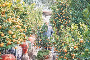 Để có cây quất đẹp phải trải qua nhiều năm chăm sóc và được thổi hồn từ đôi bàn tay khéo léo của người trồng ở Tứ Liên. Ảnh: Hoàng Hiếu/TTXVN