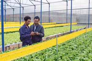 Kỹ sư giới thiệu về phương pháp chăm sóc rau công nghệ cao.