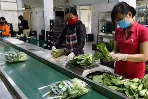 Sơ chế, đóng gói sản phẩm rau xanh tại HTX Chúc Sơn để cung cấp cho người dân Thủ đô Hà Nội. Ảnh: Vũ Sinh 