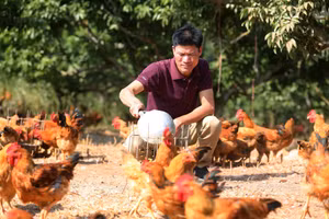 Người nông dân Bắc Ninh nuôi trang trại gà nhờ vay ngân hàng chính sách. Ảnh: Thành Đạt