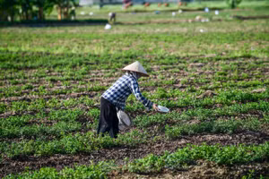 Cần nhiều biện pháp chuyên nghiệp hóa lĩnh vực trồng trọt. Ảnh: Thành Đạt