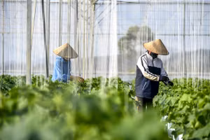 Truy xuất nguồn gốc là yếu tố cốt lõi nhằm tăng tính kỷ luật trong chuỗi giá trị nông sản sạch. Ảnh: Thành Đạt