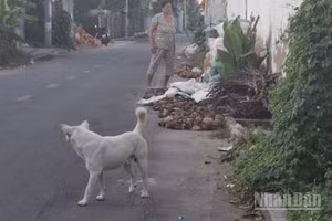 Một con chó thả rông trên địa bàn phường Mỹ Phong, tỉnh Đồng Tháp. (Ảnh: NGUYỄN SỰ)