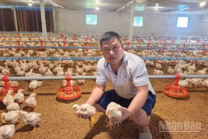 Anh Nguyễn Văn Huy trong trại gà của mình tại xóm Liên Hòa, xã Liên Sơn, tỉnh Phú Thọ.
