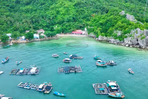 Xã đảo Hòn Nghệ phát triển mạnh nghề nuôi cá lồng bè trên biển. Ảnh: Khương Nhựt Minh 
