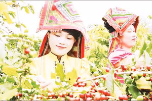 Diện tích vùng trồng cà-phê Arabica ở Sơn La đang có 33.628 ha. Ảnh: Minh Thu