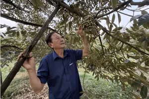 Ông Lê Văn Sáu bên vườn sầu riêng. Ảnh: Tấn Phong