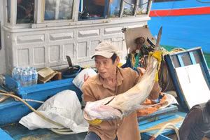 Những thay đổi giúp ngư dân đánh bắt hiệu quả hơn. Ảnh: Như Đồng