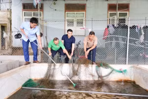 Một mô hình nuôi lươn không bùn ở Nghệ An.