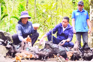 Thầy giáo Phạm Quang Hướng (giữa) hướng dẫn các hộ ở thôn 4, xã Trà Tập chăn nuôi gà.