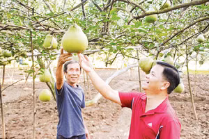 Phường Tân Triều - vùng đất bưởi nổi tiếng bên dòng sông Đồng Nai. Ảnh: Quang Huy 