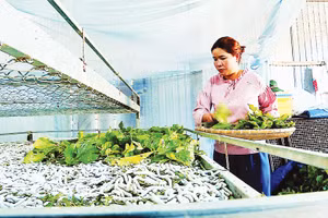 Đẩy mạnh ứng dụng và chuyển giao công nghệ góp phần phát triển bền vững nghề trồng dâu, nuôi tằm tại Lâm Đồng.