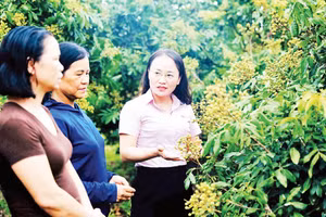 Nông dân xã Hoàng Hoa Thám, tỉnh Hưng Yên vay vốn tín dụng chính sách giải quyết việc làm đầu tư chăm sóc vườn nhãn theo quy trình VietGAP. 