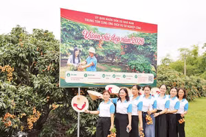 Giới thiệu vườn vải đẹp tại xã Nhã Nam, Bắc Ninh. 
