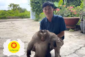 Một cá thể khỉ hoang dã được lực lượng kiểm lâm Đồng Nai khống chế. (Ảnh: Kiểm lâm Đồng Nai)