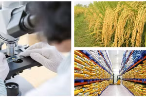 Nông nghiệp xanh bắt đầu từ những hạt giống chất lượng.