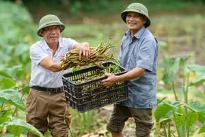 Thế hệ người cao tuổi hôm nay có sức khỏe và khả năng tham gia các hoạt động kinh tế-xã hội tốt hơn trước. Nguồn: HAI