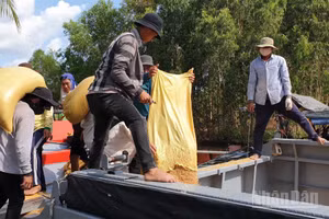 Dù đã thu mua lúa của nhà nông Cà Mau và còn nợ số tiền lớn nhưng Công ty Toàn Cầu liên tục thất hứa trả nợ. (Ảnh minh họa: Hữu Tùng)