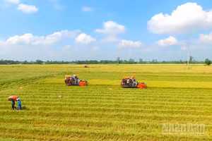Nông dân Cần Thơ thu hoạch lúa chất lượng cao. (Ảnh: Thanh Tâm)
