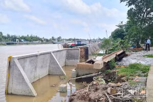 Cần Thơ xây kè kiên cố phòng, chống sạt lở bờ sông Ô Môn. (Ảnh: THANH TÂM)