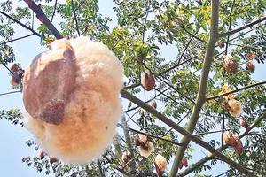Bông gòn phá vỏ nở bung ra.