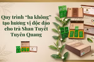 Quy trình “ba không” tạo hương vị độc đáo cho trà San Tuyết Tuyên Quang