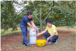 Thạc sĩ Trần Văn Vĩnh (chủ vườn sầu riêng tại Krông Pắk, Đắk Lắk) sử dụng bộ sản phẩm Phân bón Cà Mau. (Nguồn ảnh: Đạm Cà Mau)