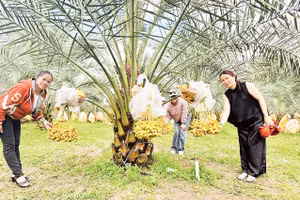Vào mùa trái chín, vườn chà là của ông Nguyễn Hữu Điền thu hút hàng trăm người đến tham quan. Ảnh: XUÂN TRUNG