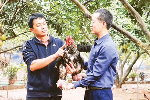 Ấn tượng đặc biệt nhất với gà Đông Tảo là đôi chân lớn, ngón mập mạp, vẩy thịt đỏ au. Ảnh: Mạnh Khánh/TTXVN 
