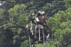 Đàn voọc chà vá chân nâu vừa được phát hiện tại Khu bảo tồn thiên nhiên Bắc Hướng Hóa. (Ảnh: Ban Quản lý rừng đặc dụng Nam Quảng Trị)