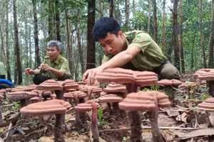 Mô hình trồng thử nghiệm linh chi dưới tán rừng tại Ban Quản lý rừng phòng hộ Xuân Lộc. 